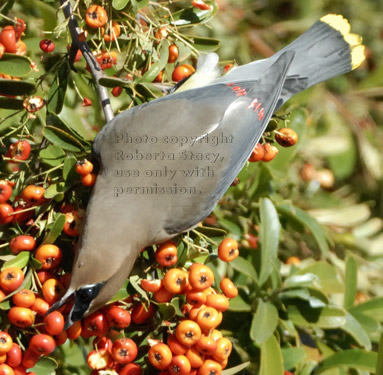 upside-down cedar waxwing reaching for a pyracantha berry