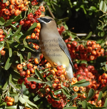 cedar waxwing on pyracantha bush