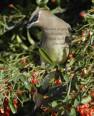 cedar waxwing on pyracantha plant