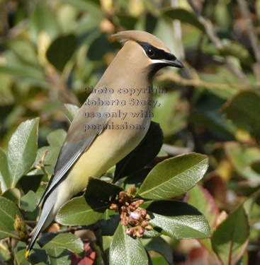 cedar waxwing