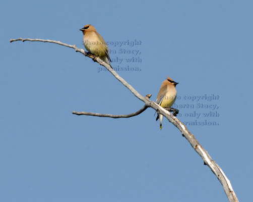 cedar waxwings on distant tree branch