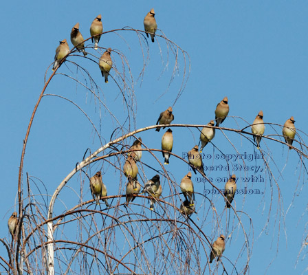 cedar waxwings on white birch tree