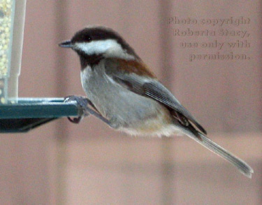 chestnut-backed chickadee at feeder