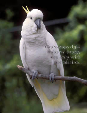 sulphur-crested cockatoo