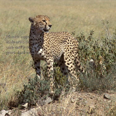 cheetah Tanzania (East Africa)