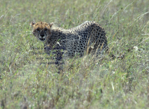 cheetah Tanzania (East Africa)