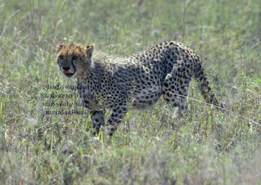 cheetah Tanzania (East Africa)