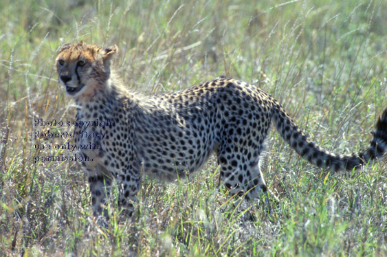 cheetah Tanzania (East Africa)