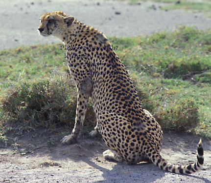 cheetah Tanzania (East Africa)