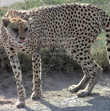 cheetah Tanzania (East Africa)