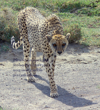 cheetah Tanzania (East Africa)