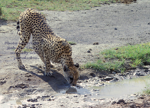 cheetah drinking water