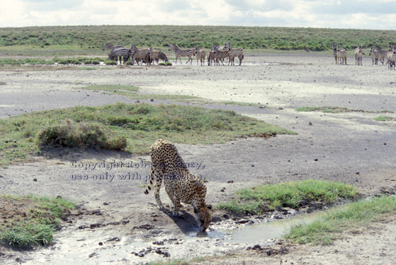 cheetah drinking, with zebras in background