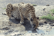 .cheetah drinking at puddle Tanzania (East Africa)