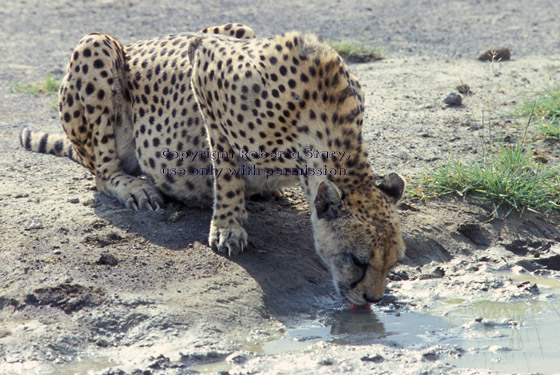 cheetah drinking at puddle Tanzania (East Africa)