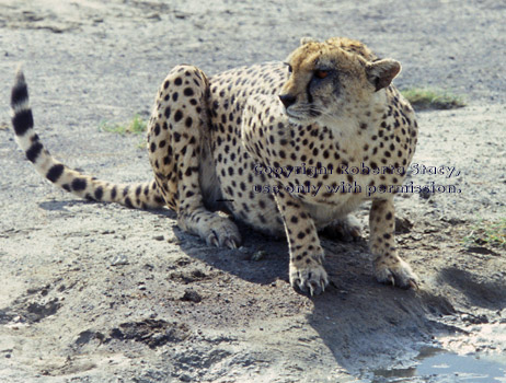 cheetah Tanzania (East Africa)