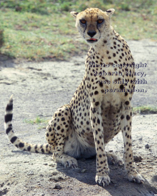 cheetah sitting