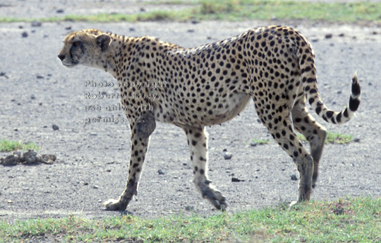 cheetah walking