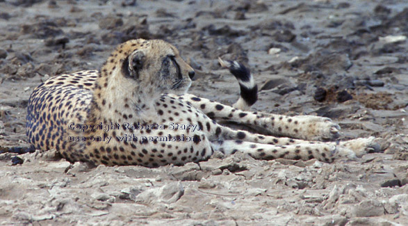 cheetah lying down