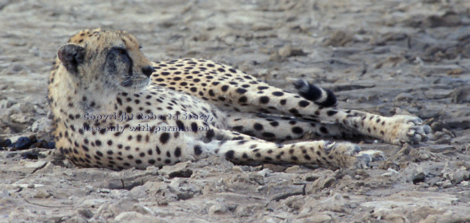 cheetah resting