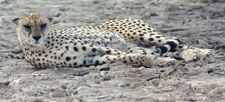 cheetah Tanzania (East Africa)