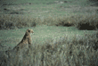 cheetah watching Tanzania (East Africa)