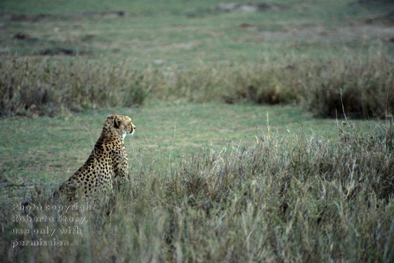 cheetah watching Tanzania (East Africa)