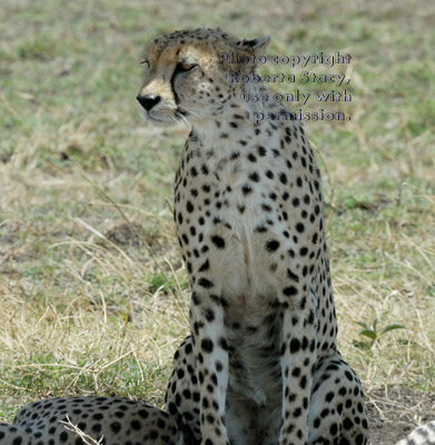 cheetah sitting