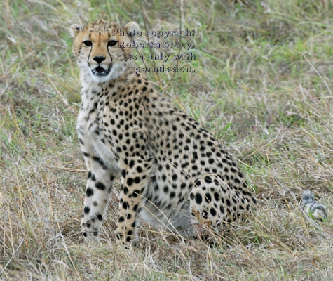 cheetah cub sitting with mouth open