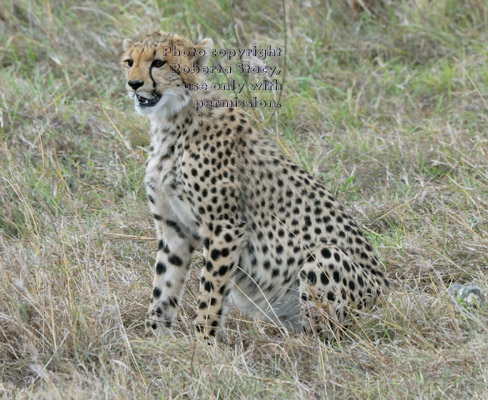 sitting cheetah cub with open mouth