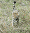 cheetah cub walking with tail up