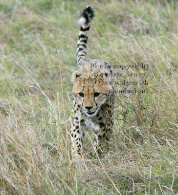 cheetah cub walking with tail up