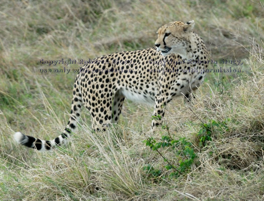 cheetah mother looking back toward her cubs