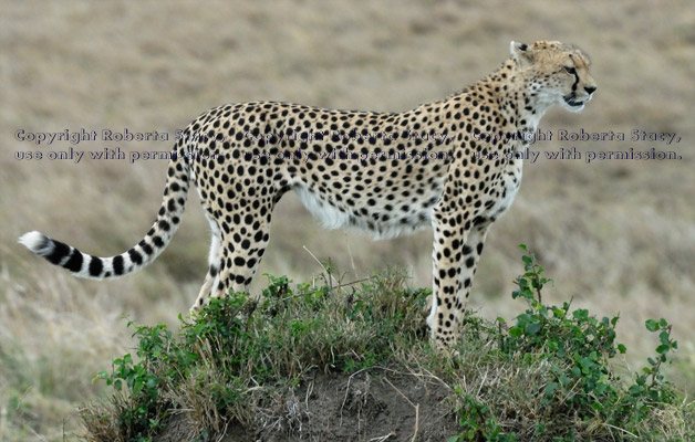 cheetah mom standing on top of mound