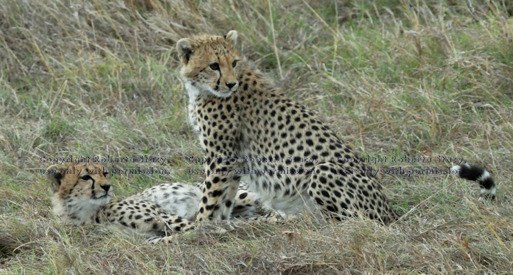 two cheetah cubs looking behind them