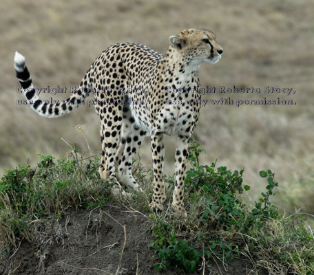 cheetah mother looking off into the distance