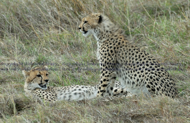 cheetah cubs resting