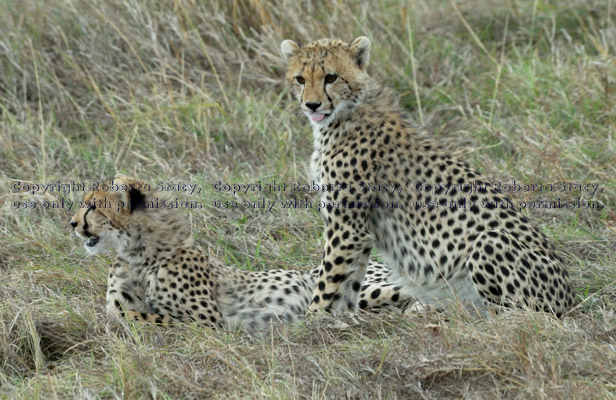 two cheetah cubs