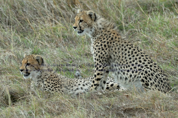 two cheetah cubs intently looking at something in front of them