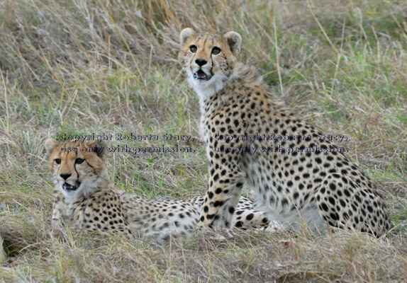 two cheetah cubs, one looking off to its left and one looking up