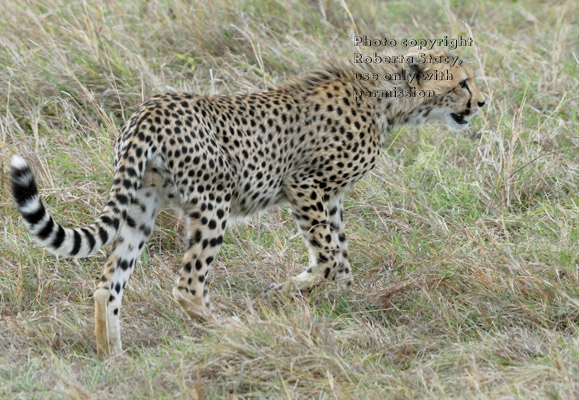 cheetah cub walking toward the mound where its mother is