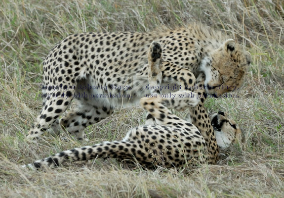 two cheetah cubs playing