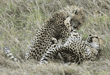 two cheetah cubs at play