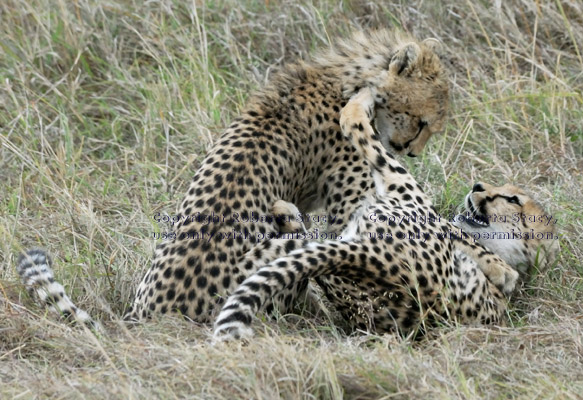 two cheetah cubs at play