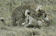 two cheetah cubs roughhousing