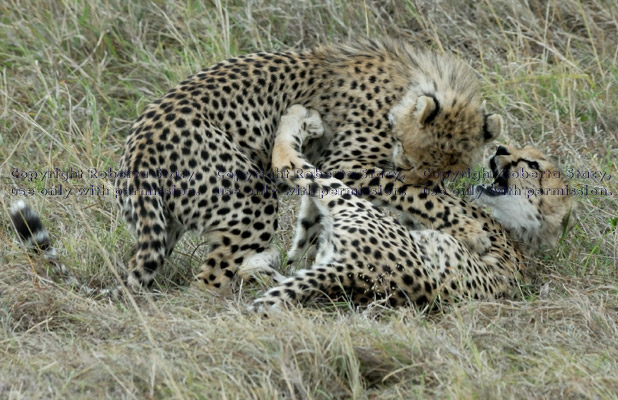 two cheetah cubs roughhousing