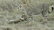 two cheetah cubs looking at each other