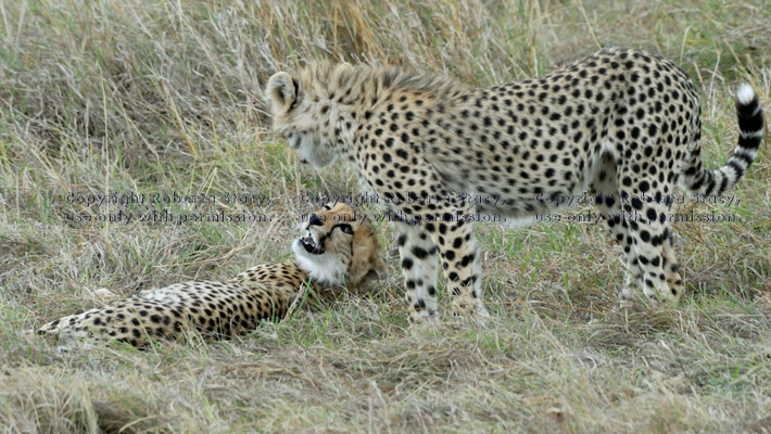 two cheetah cubs looking at each other