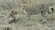 two cheetah cubs, one lying down and one standing