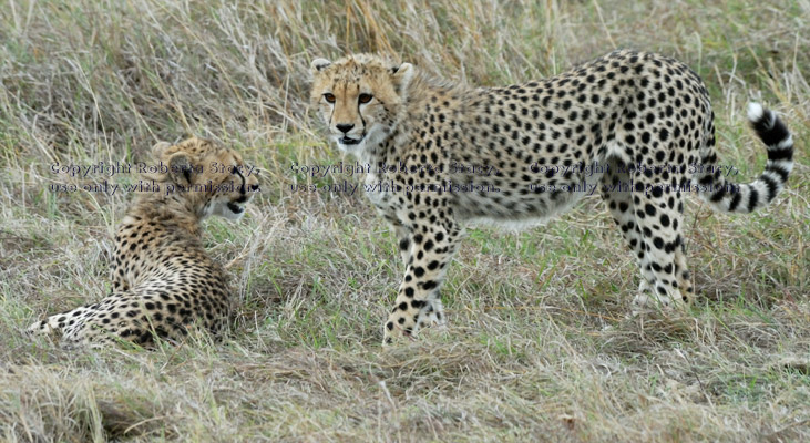 two cheetah cubs, one lying down and one standing